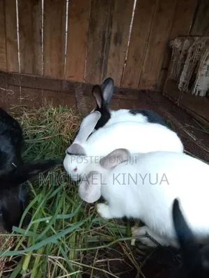 Healthy Rabbits