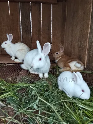 Healthy Rabbits
