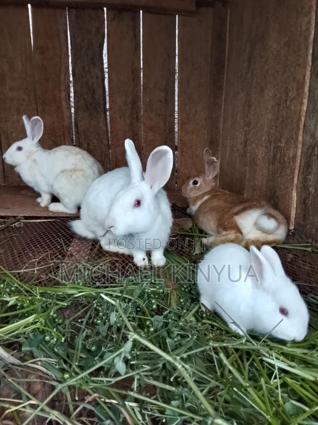 Healthy Rabbits - thumbnail 4