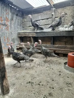 Turkeys/Turkey Eggs