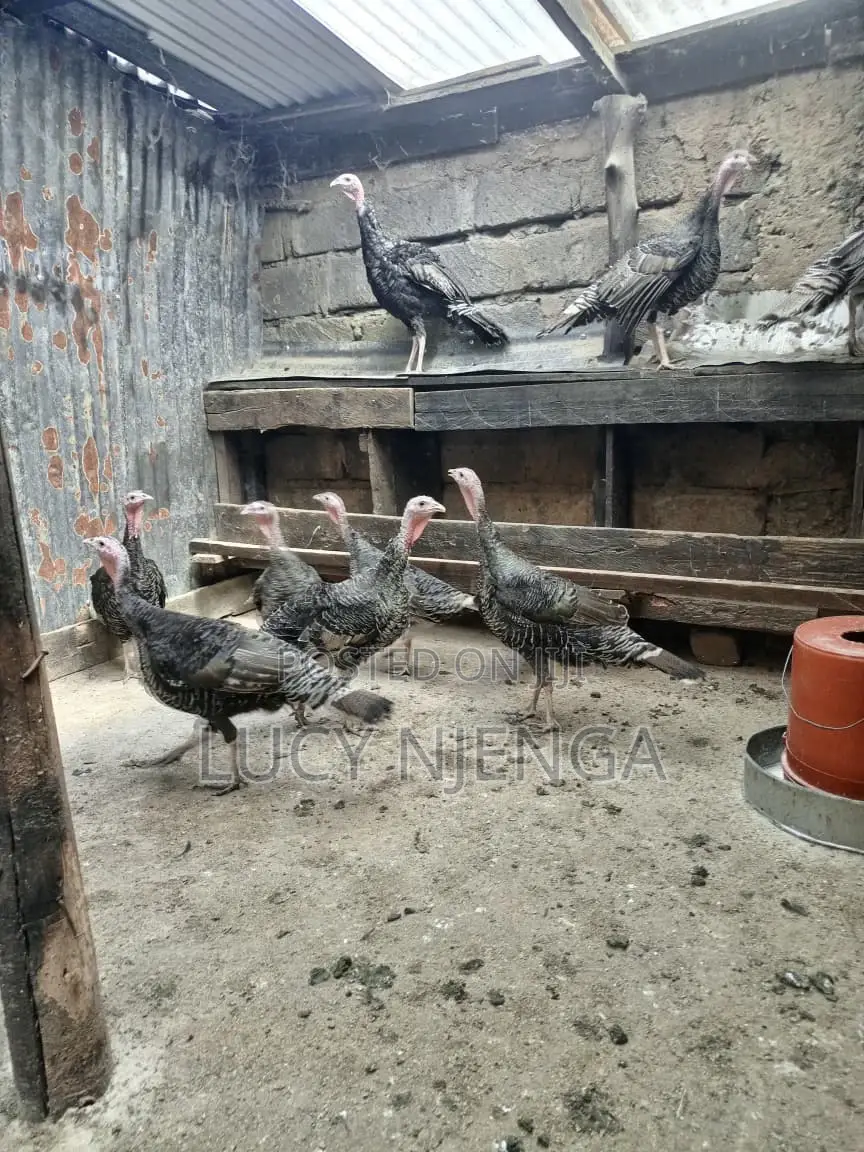 Turkeys/Turkey Eggs