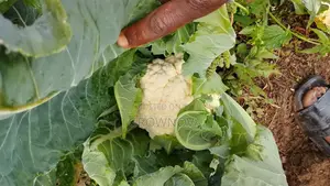 Fresh Snowball Cauliflower