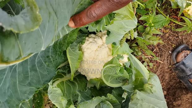 Fresh Snowball Cauliflower