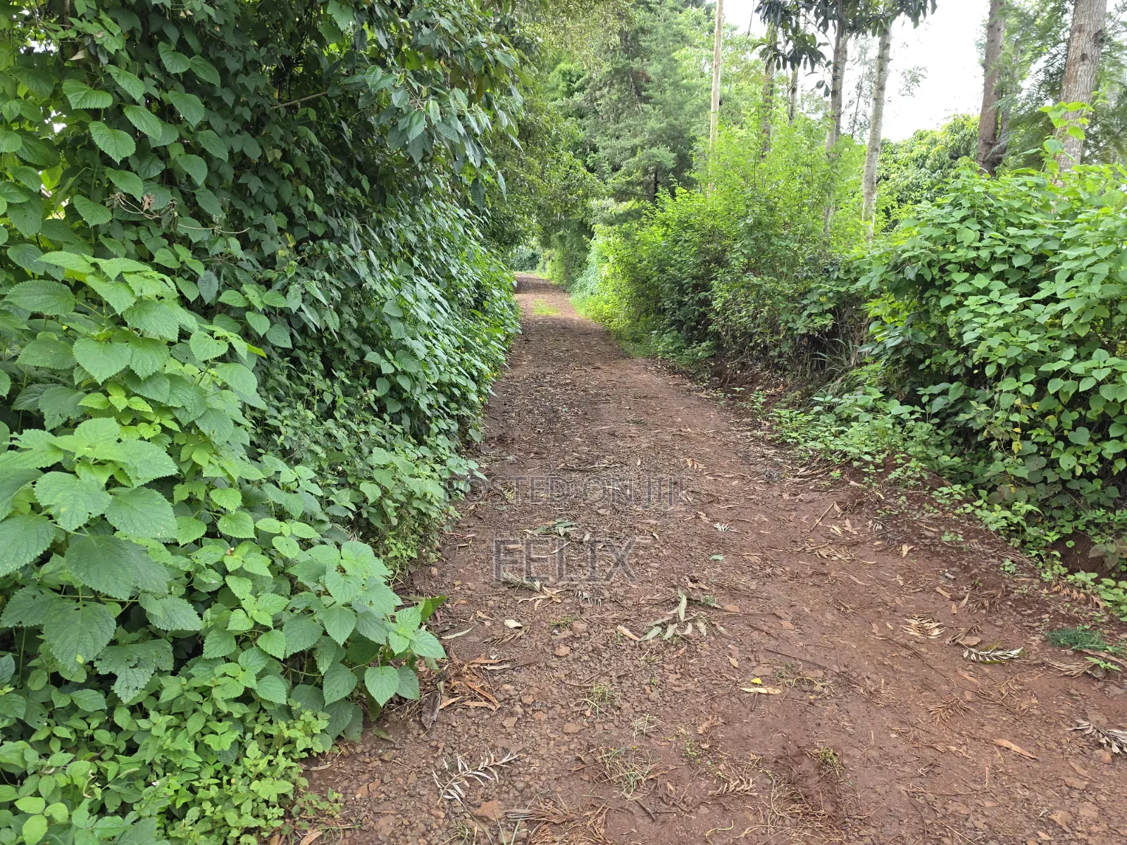 1 Acre Karatina Ngorano