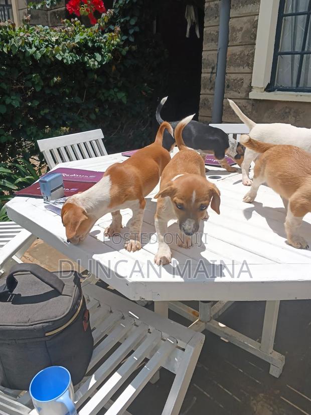 3-6 months Female Purebred Jack Russell Terrier