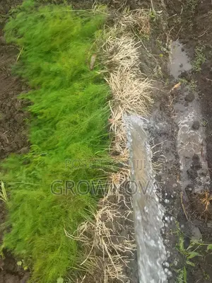 Uc72 Asparagus Seedlings