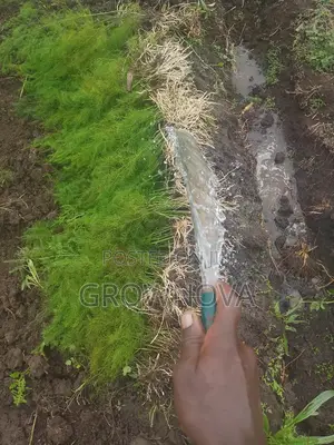 Uc72 Asparagus Seedlings