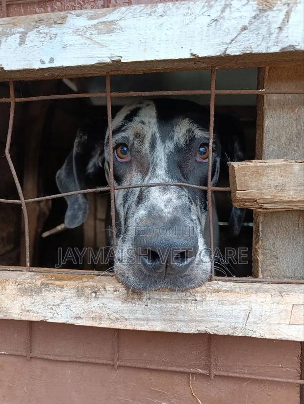1+ year Male Purebred Great Dane