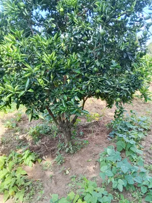 14 Acres Farm at Kabaa Machakos County Selling at 15m