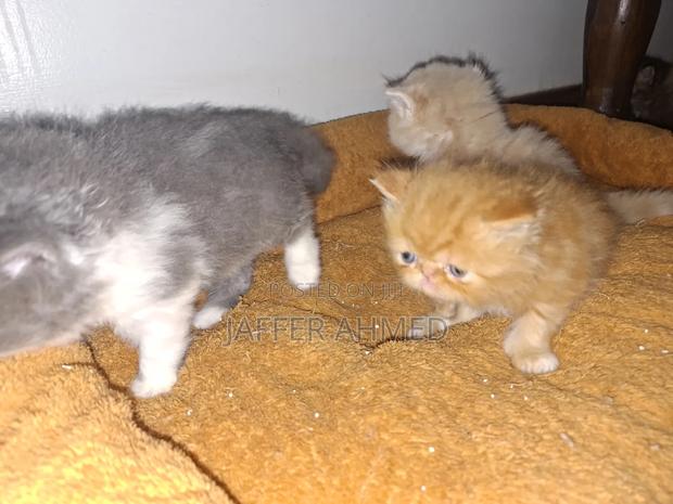 1-3 months Female Purebred Persian - thumbnail 2