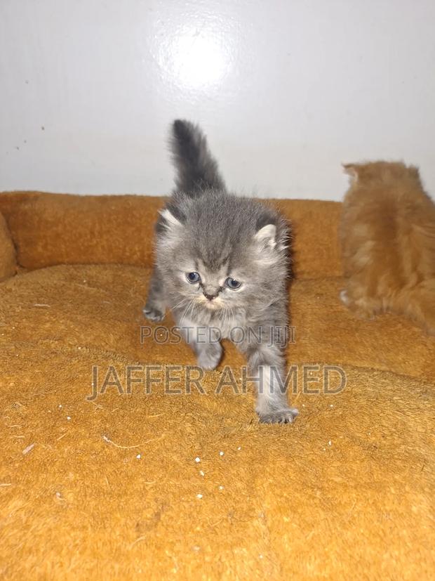 1-3 months Female Purebred Persian - thumbnail 3