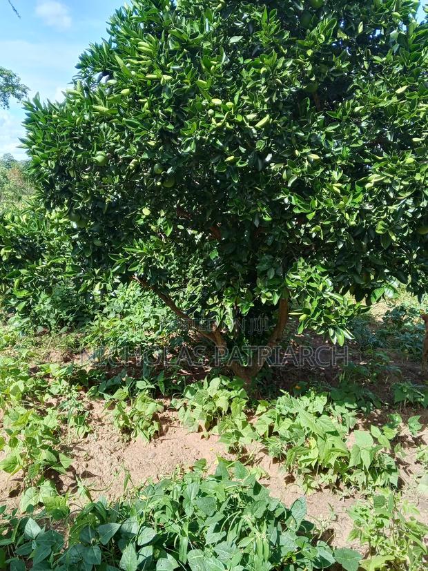 7 Acres Kabaa Machakos County Selling at 1.2m Per Acre