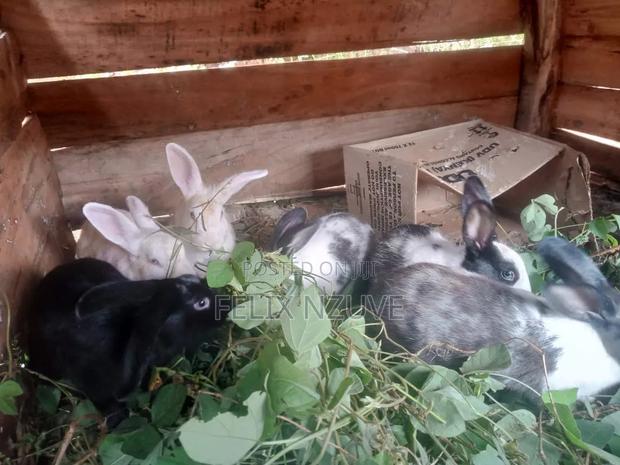 Rabbits on Sale - thumbnail 2