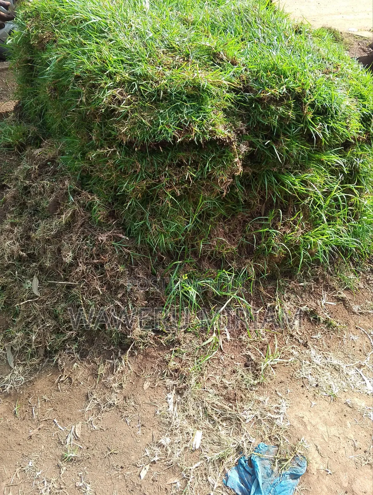 Kikuyu Grass, Carpet Grass