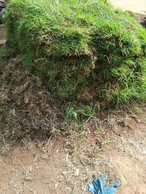 Kikuyu Grass, Carpet Grass