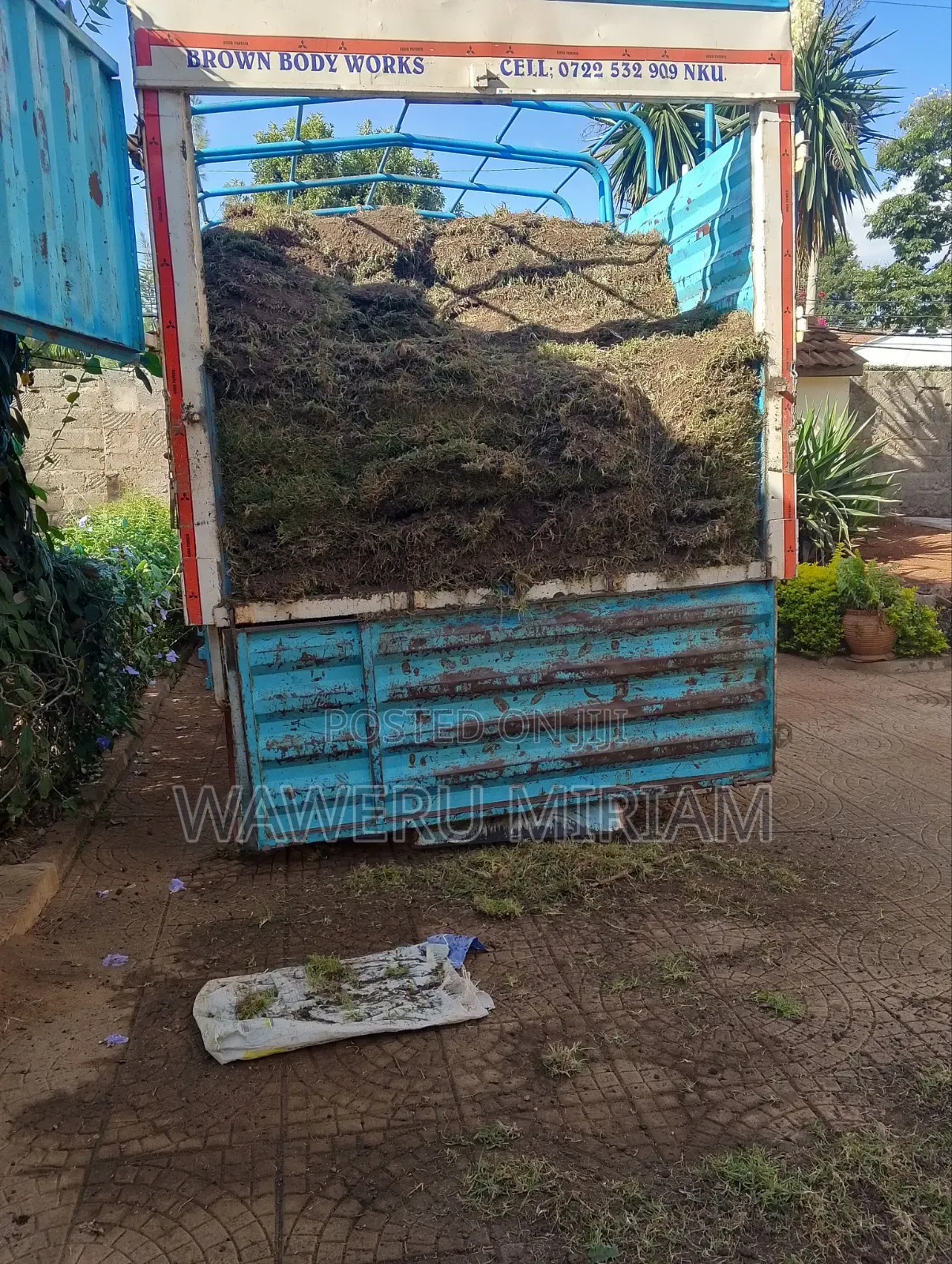 Kikuyu Grass, Carpet Grass