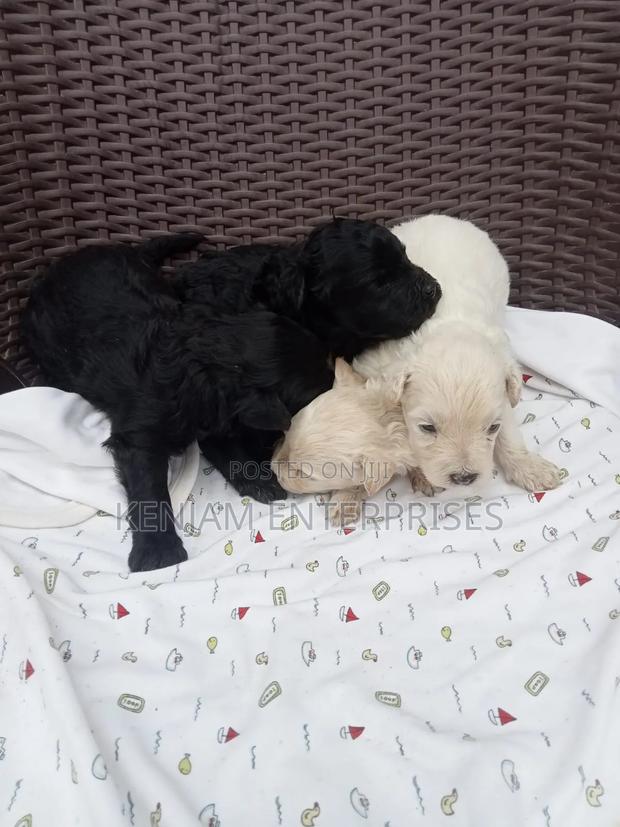 1-3 months Male Purebred Labrador Retriever