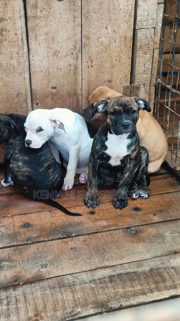 1-3 months Male Purebred American Pit Bull Terrier