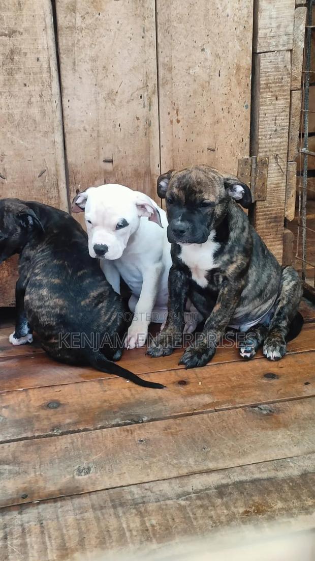 1-3 months Male Purebred American Pit Bull Terrier - main view