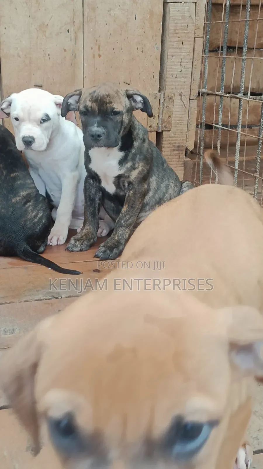 1-3 months Female Purebred American Pit Bull Terrier