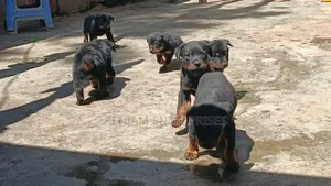 1-3 months Male Purebred Rottweiler