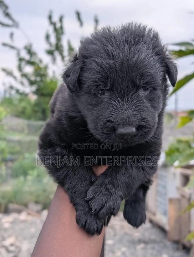 1-3 months Male Purebred German Shepherd