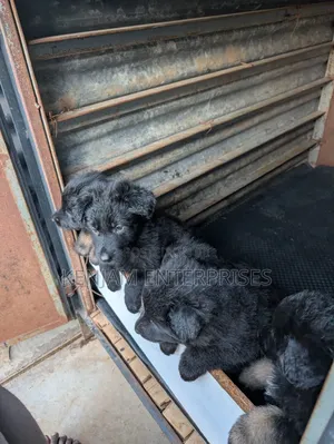 1-3 months Male Purebred German Shepherd