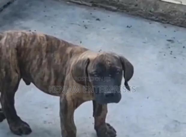 1-3 months Male Purebred Boerboel