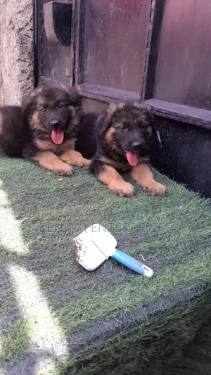 1-3 months Male Purebred German Shepherd