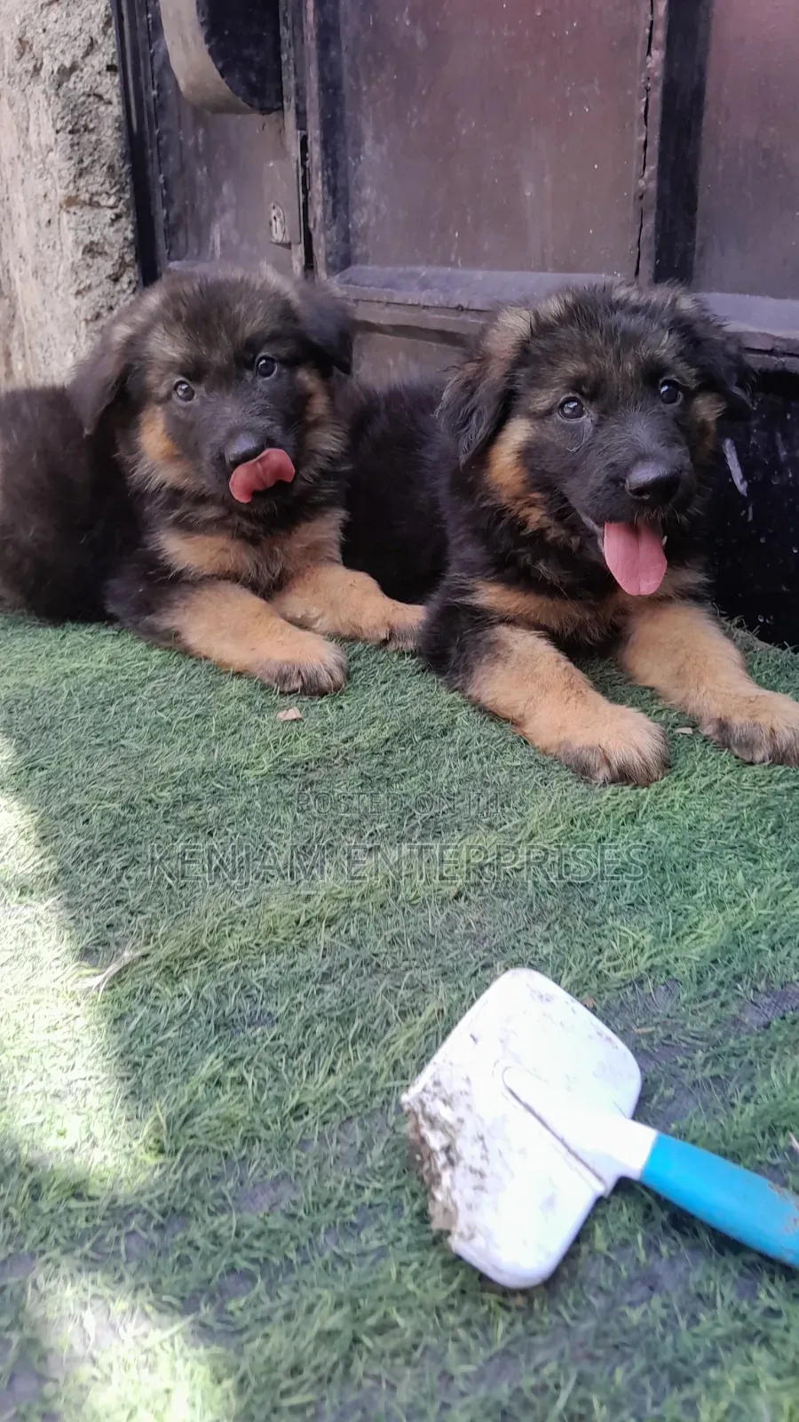 1-3 months Male Purebred German Shepherd