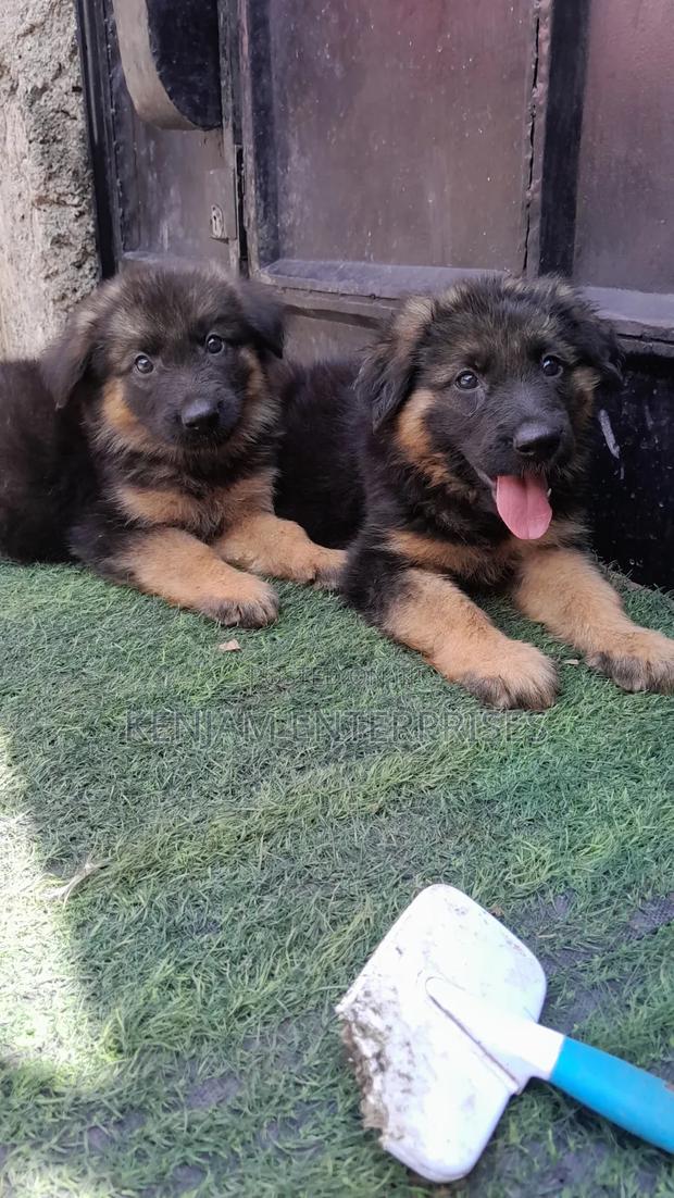 1-3 months Male Purebred German Shepherd - thumbnail 3
