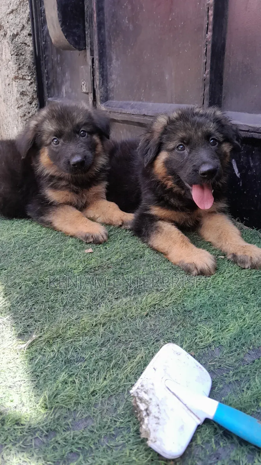 1-3 months Male Purebred German Shepherd