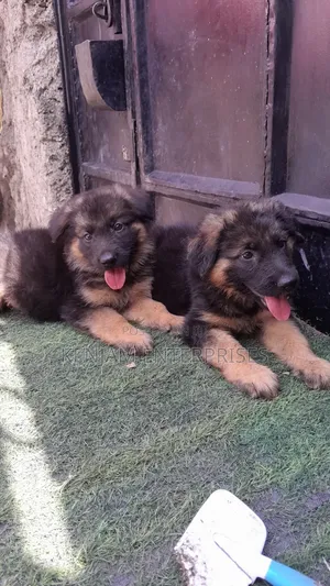 1-3 months Male Purebred German Shepherd
