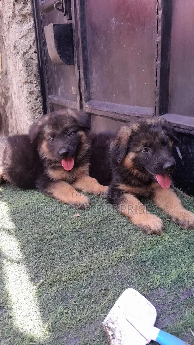 1-3 months Male Purebred German Shepherd - thumbnail 4