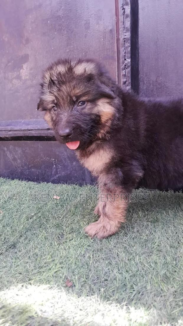 1-3 months Male Purebred German Shepherd - thumbnail 5
