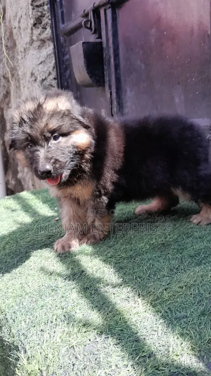 1-3 months Male Purebred German Shepherd