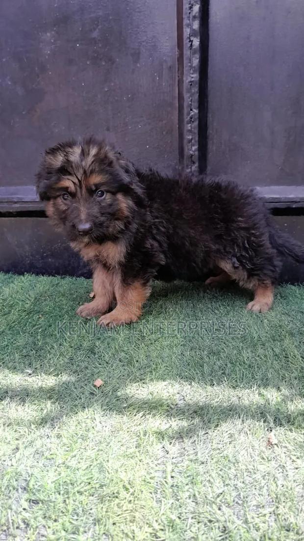 1-3 months Male Purebred German Shepherd - thumbnail 7