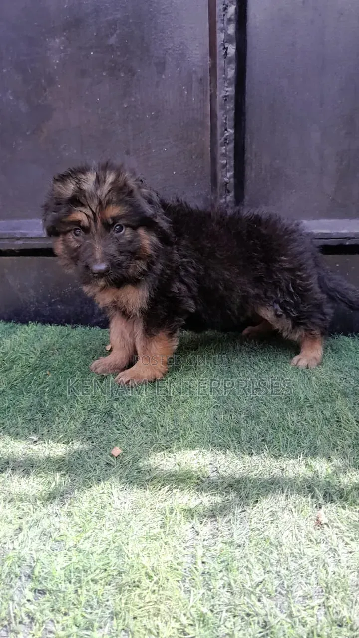 1-3 months Male Purebred German Shepherd