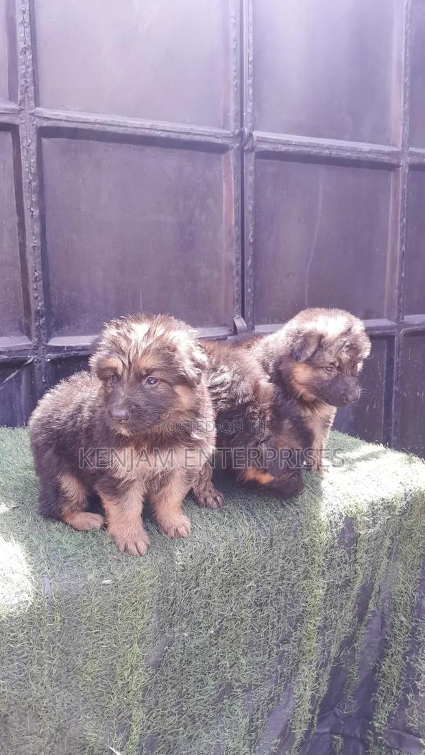 1-3 months Male Purebred German Shepherd - thumbnail 8