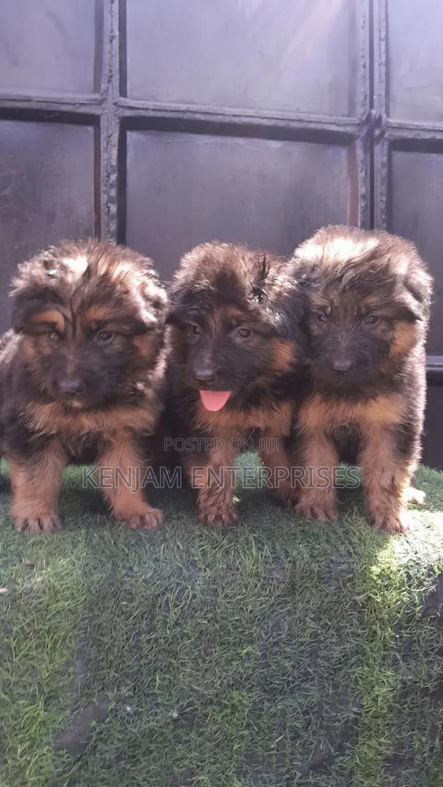 1-3 months Male Purebred German Shepherd - thumbnail 9