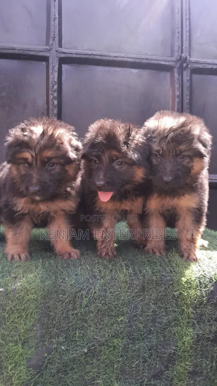 1-3 months Male Purebred German Shepherd