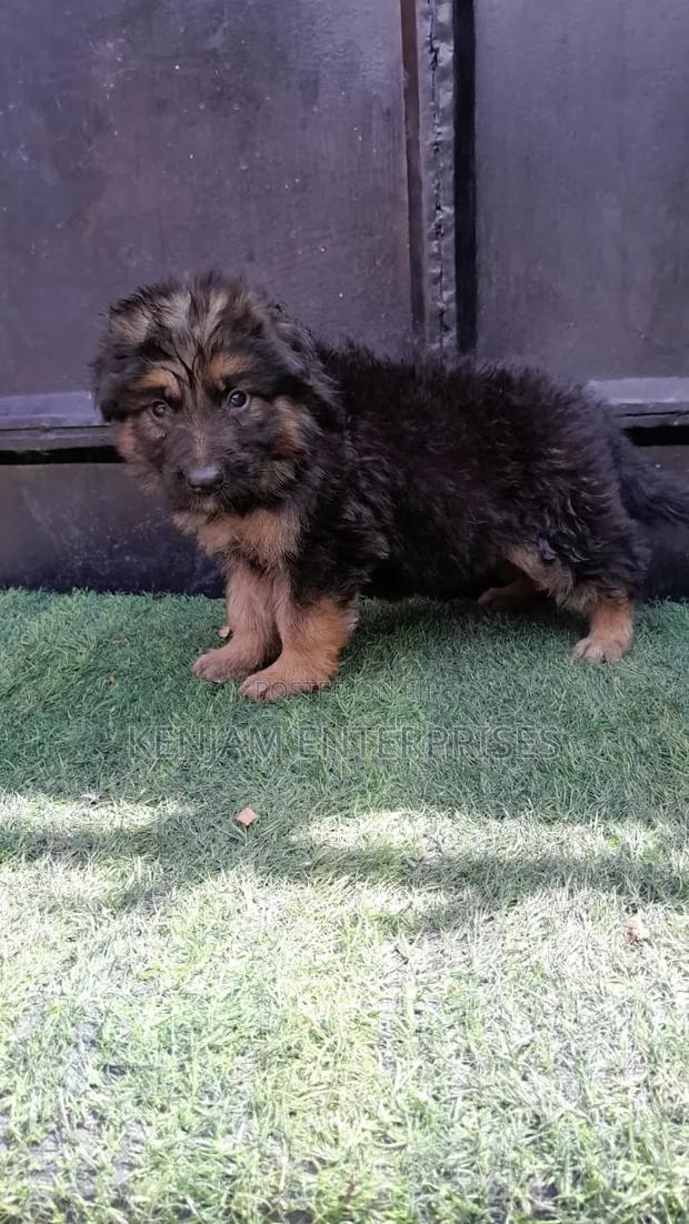 1-3 months Male Purebred German Shepherd - thumbnail 10
