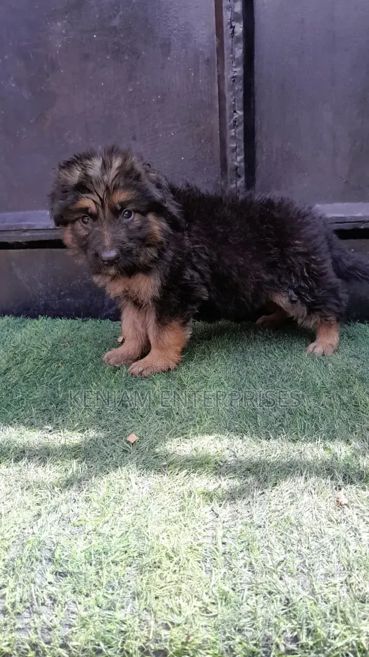 1-3 months Male Purebred German Shepherd