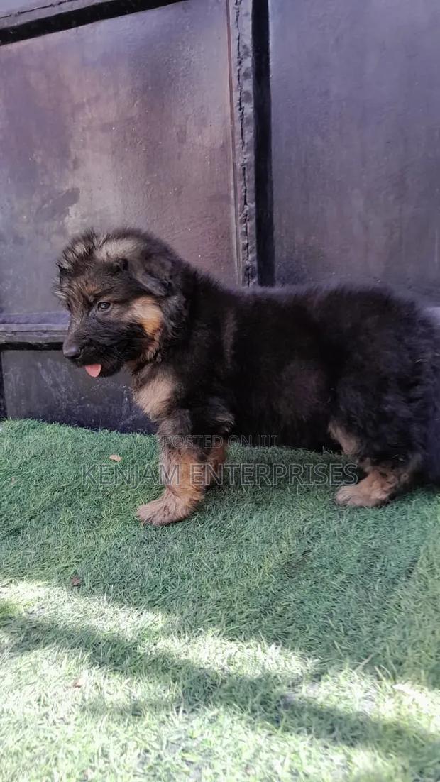 1-3 months Male Purebred German Shepherd - thumbnail 11