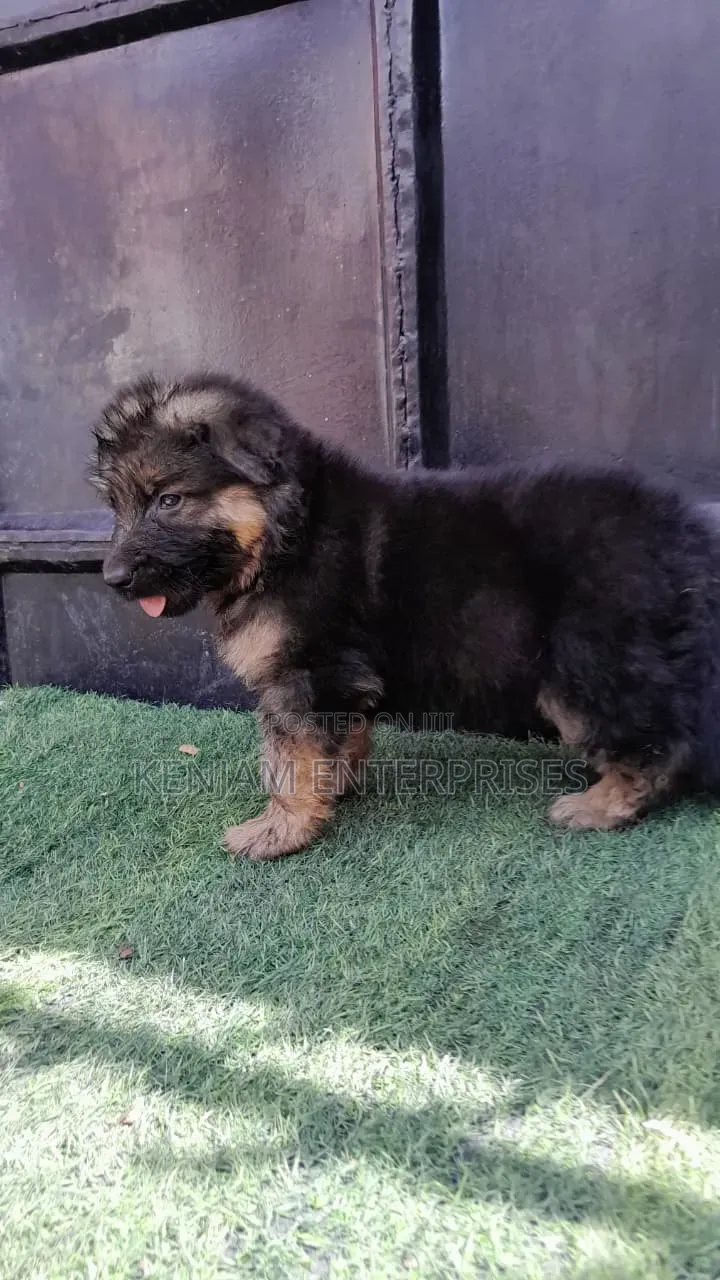 1-3 months Male Purebred German Shepherd