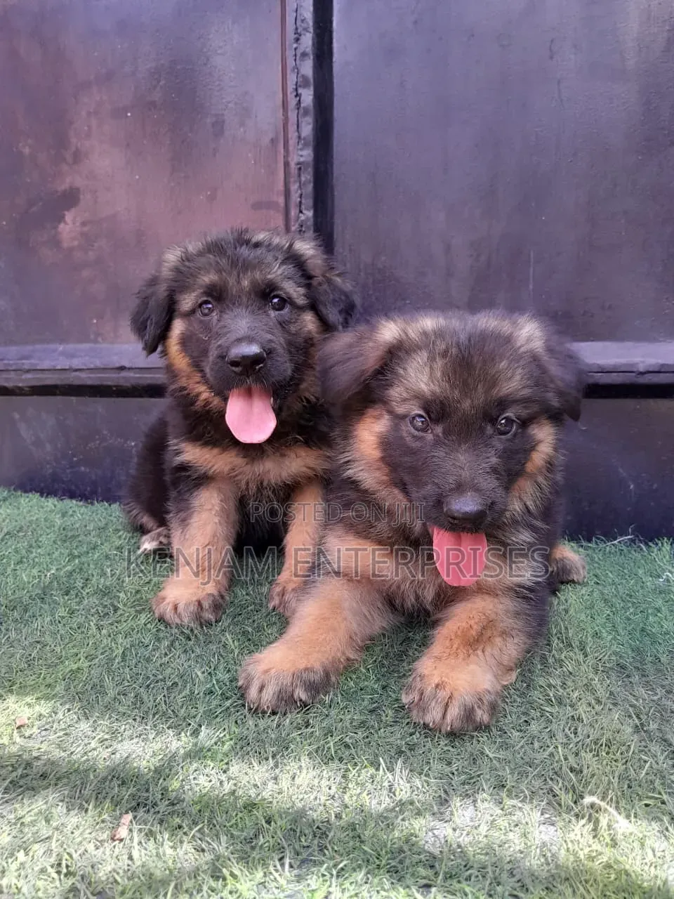 1-3 months Male Purebred German Shepherd