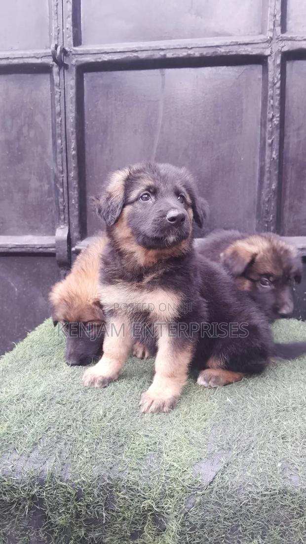 1-3 months Male Purebred German Shepherd - thumbnail 13