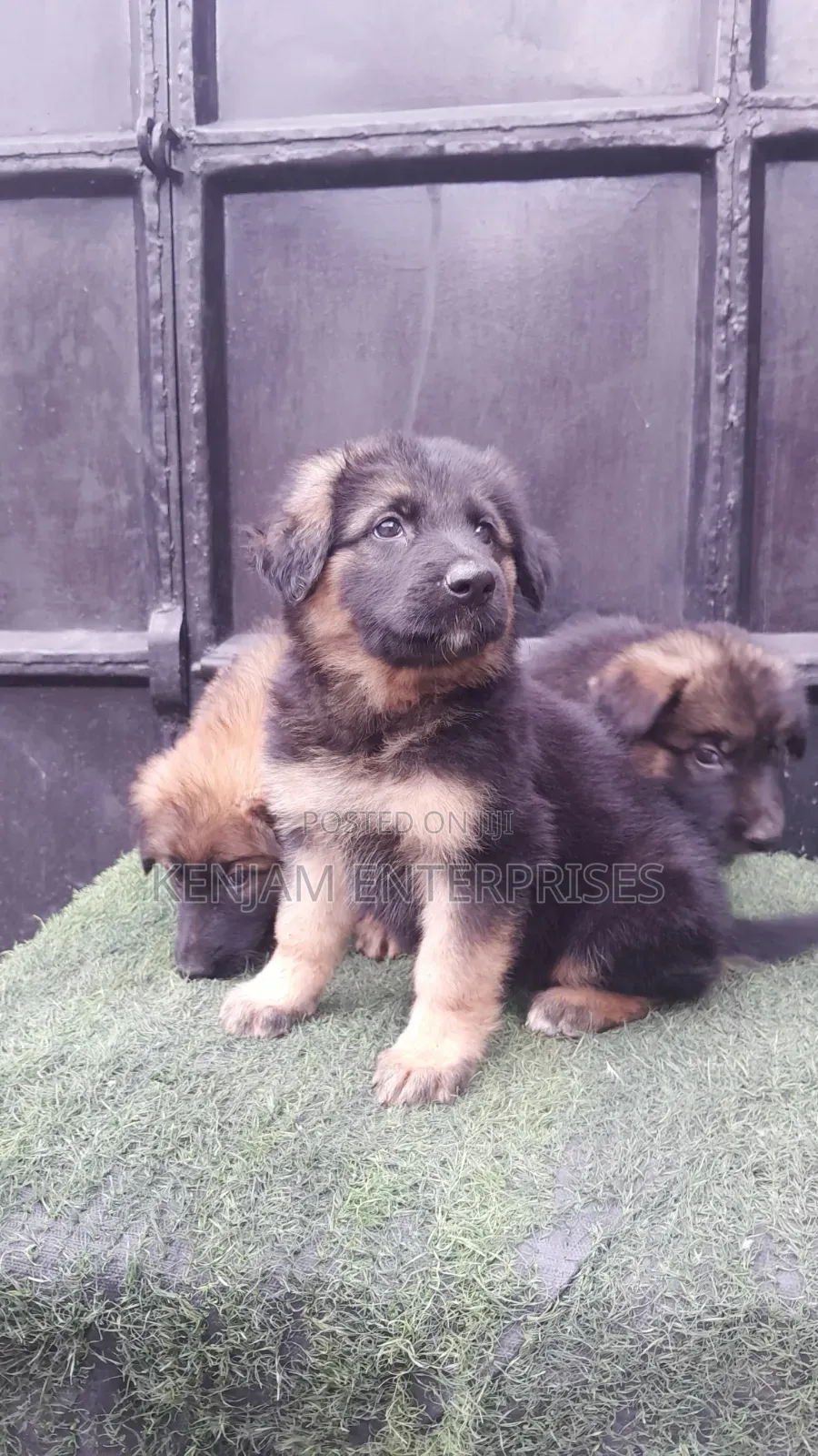 1-3 months Male Purebred German Shepherd