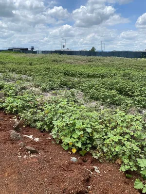 Prime 5 Acres to Lease Along Eastern Bypass.
