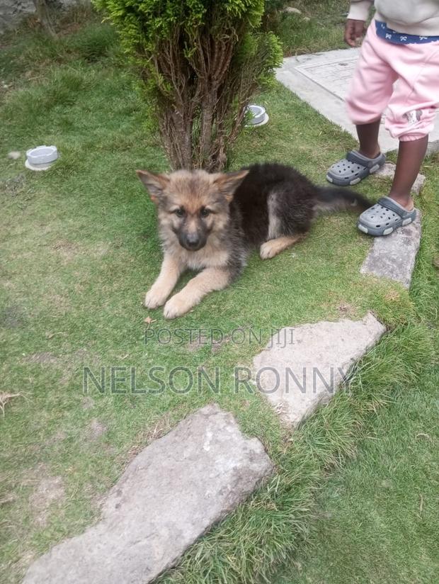 3-6 months Male Purebred German Shepherd